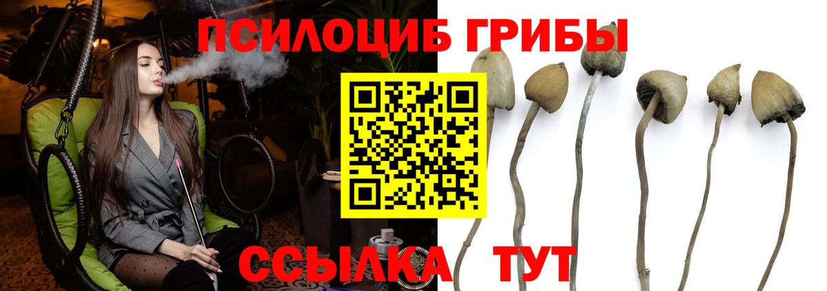 Ржев  Галлюциногенные грибы прущие грибы  Псилоцибиновые грибы Psilocybine cubensis  Вход с VPN 